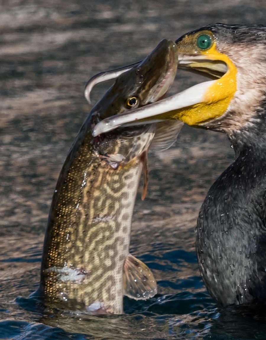 Esox cisalpinus Bianco & Delmastro, 2011